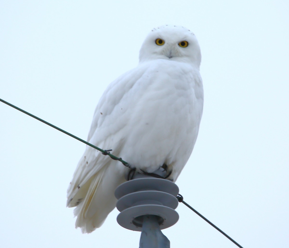 Snowy Owl - ML197980761