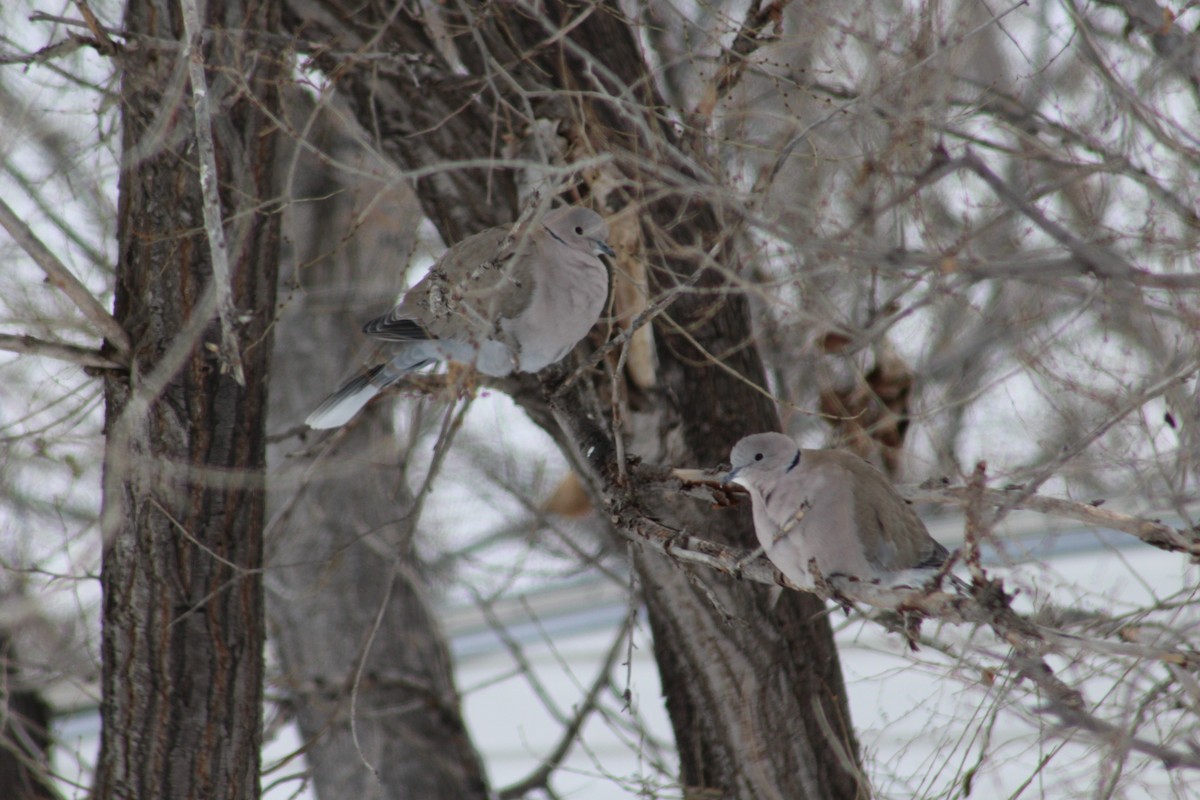 Eurasian Collared-Dove - Eric Vokes