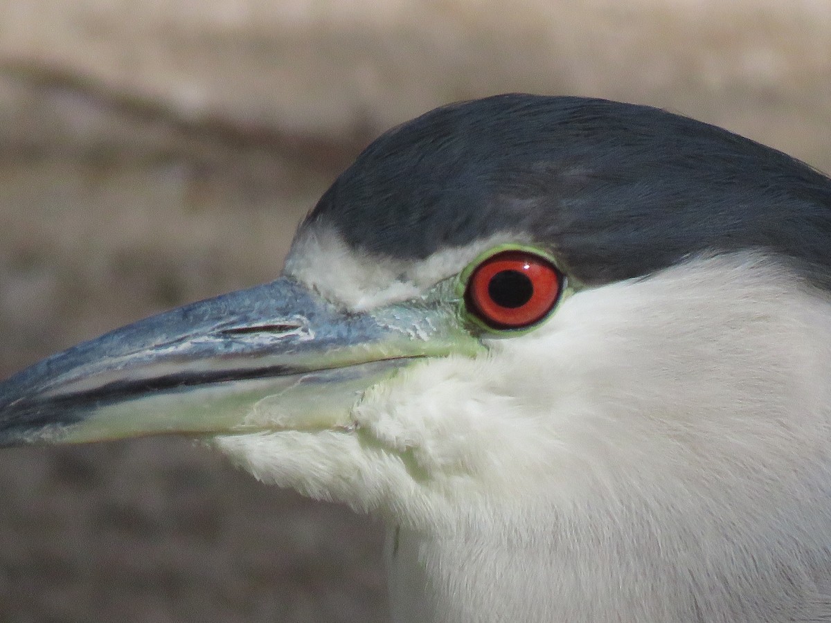 Black-crowned Night Heron - ML197981511