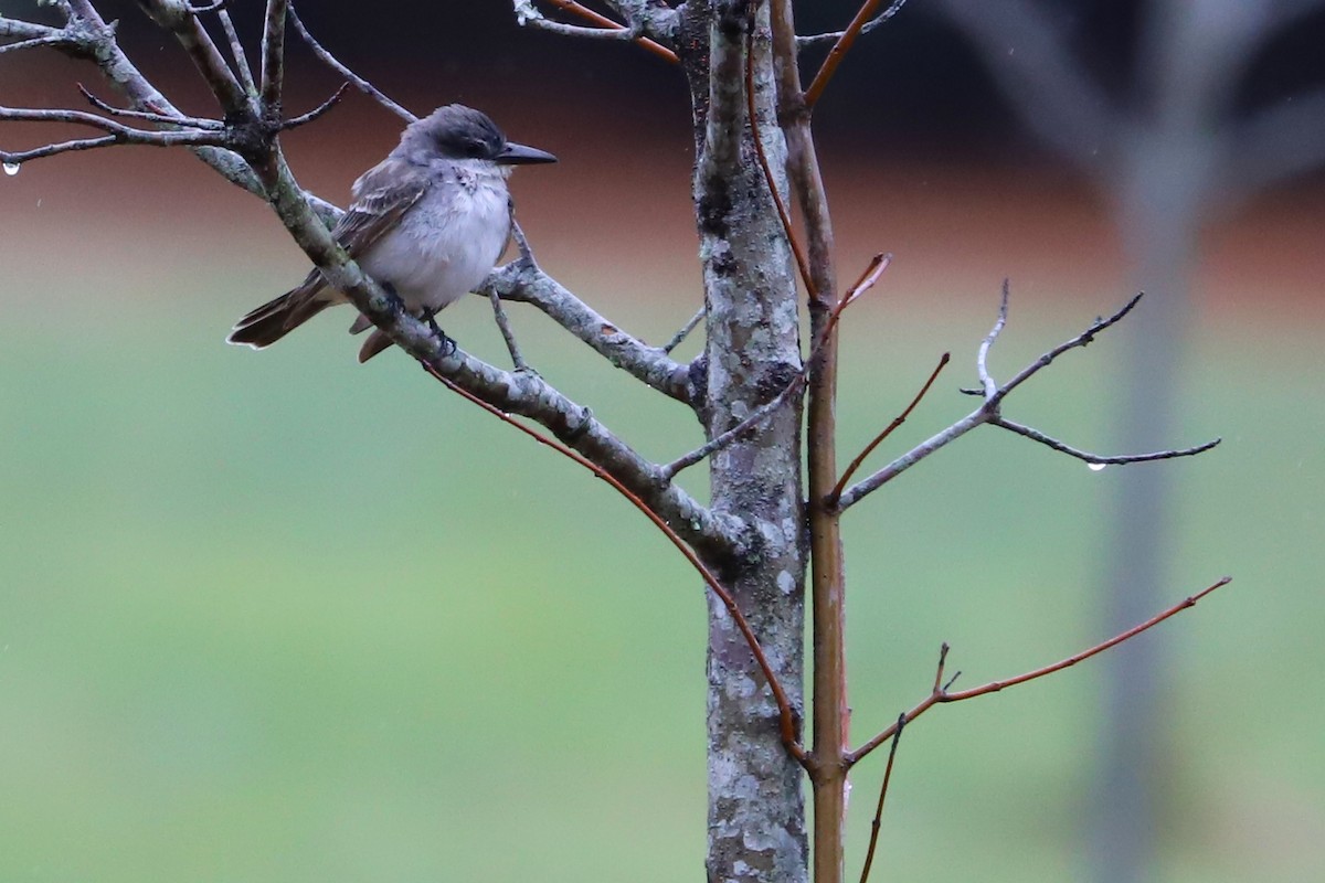 Gray Kingbird - ML197981751