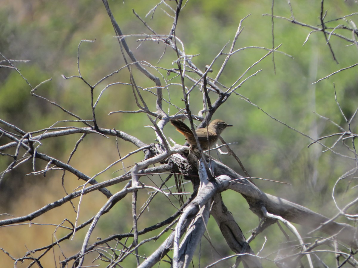 Dusky-tailed Canastero - ML197986051