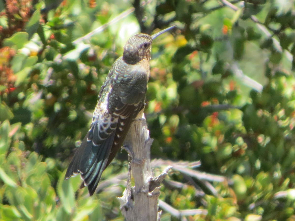 Giant Hummingbird - ML197986161