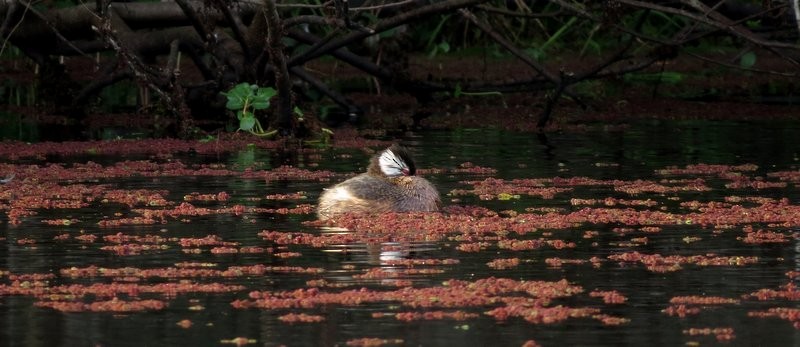 White-tufted Grebe - Germán Gil