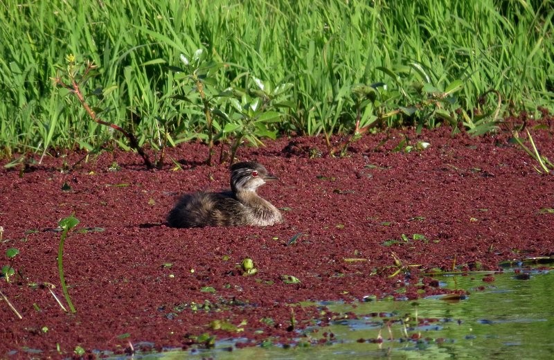 White-tufted Grebe - ML197990711