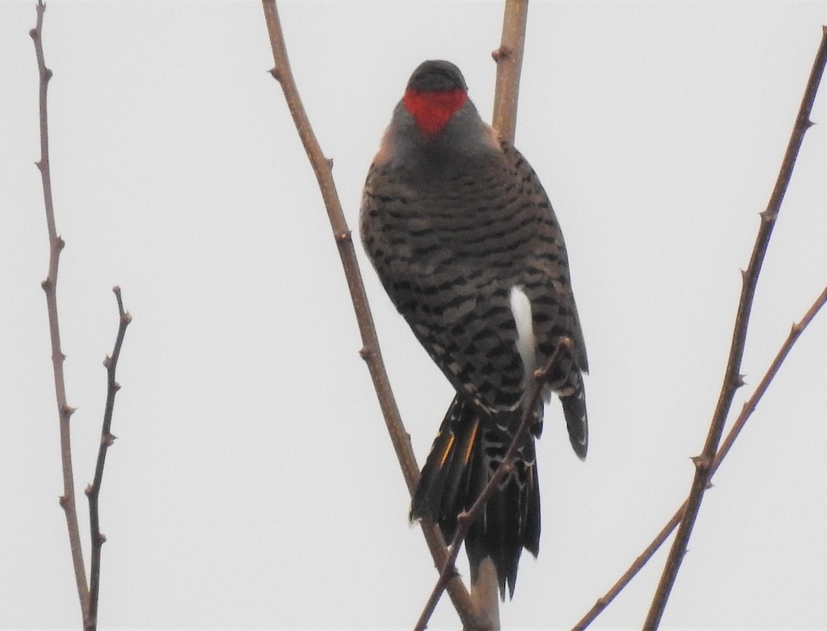 Northern Flicker - Vincent Glasser