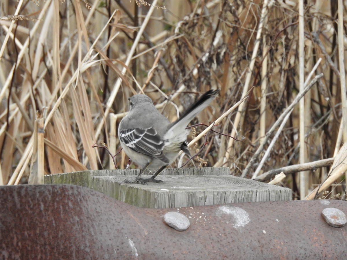 Northern Mockingbird - ML197992941