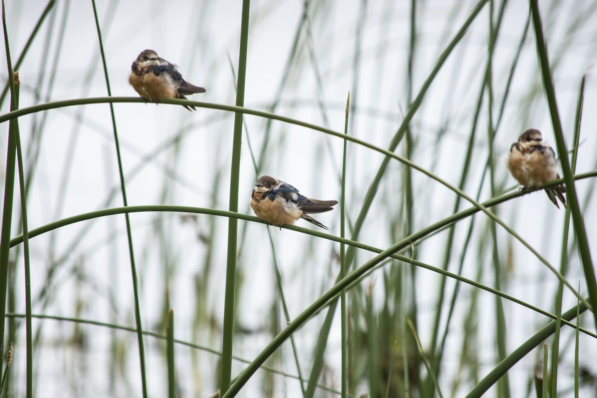 Barn Swallow - ML197993931