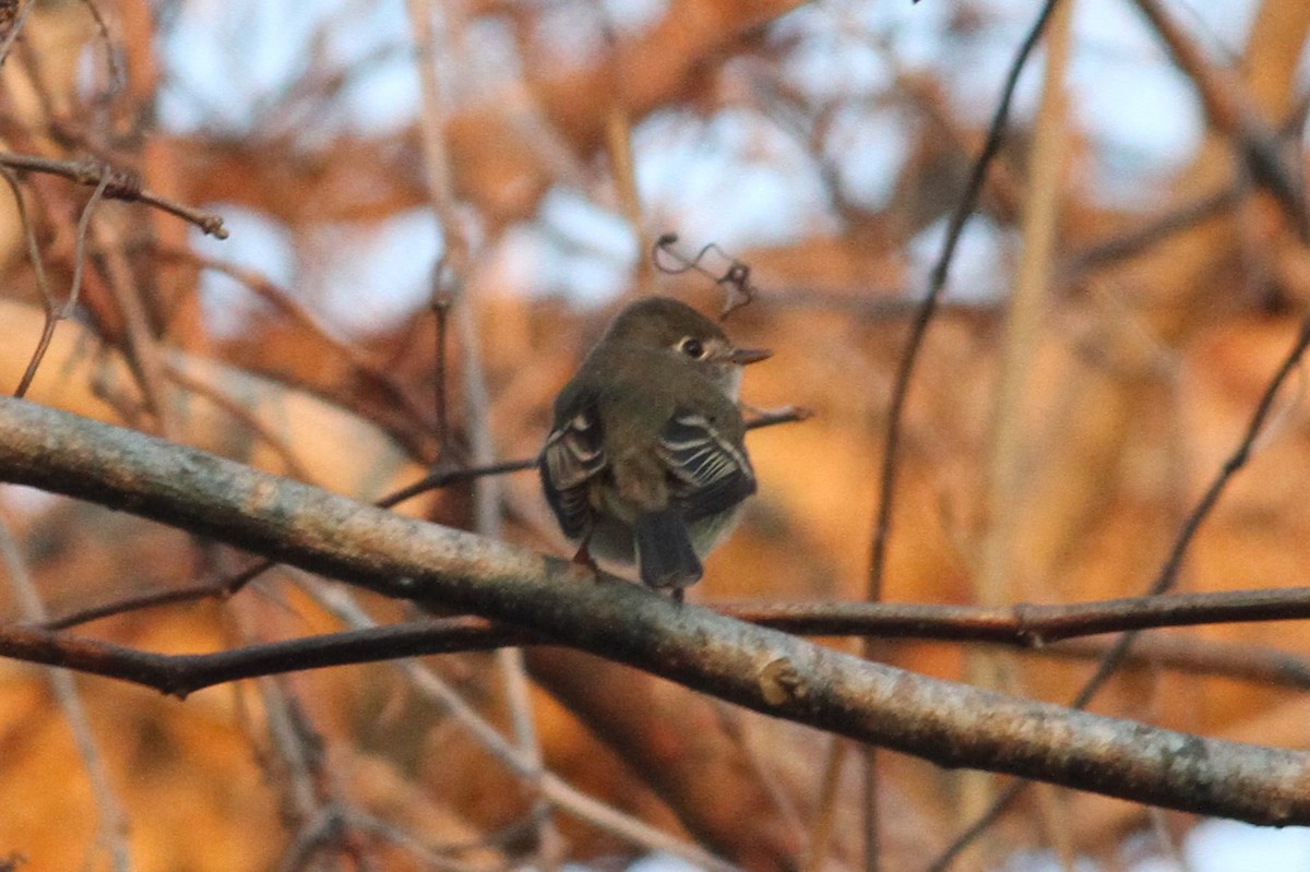 Least Flycatcher - ML197993981