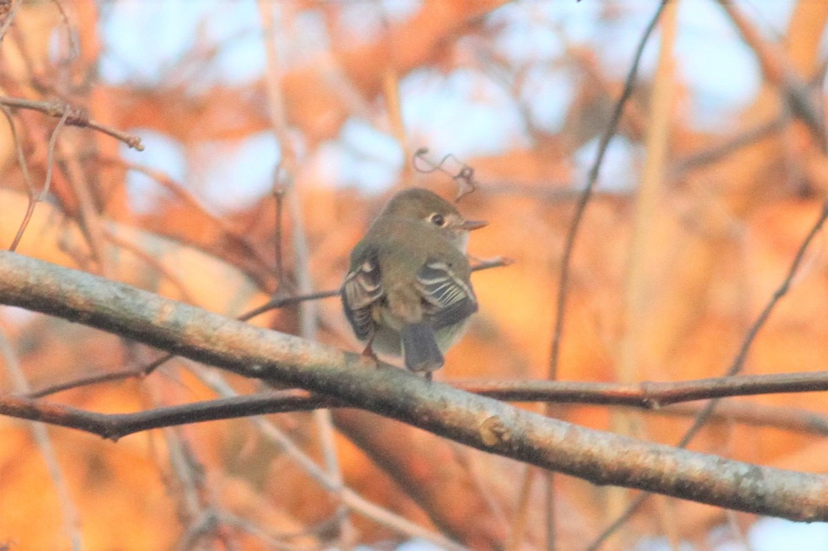 Least Flycatcher - ML197994151