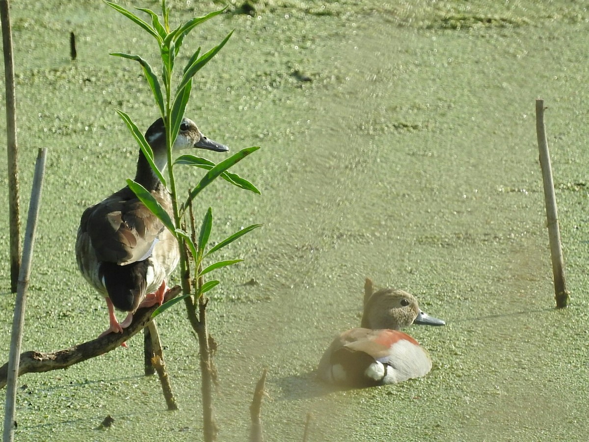 Ringed Teal - ML197994441