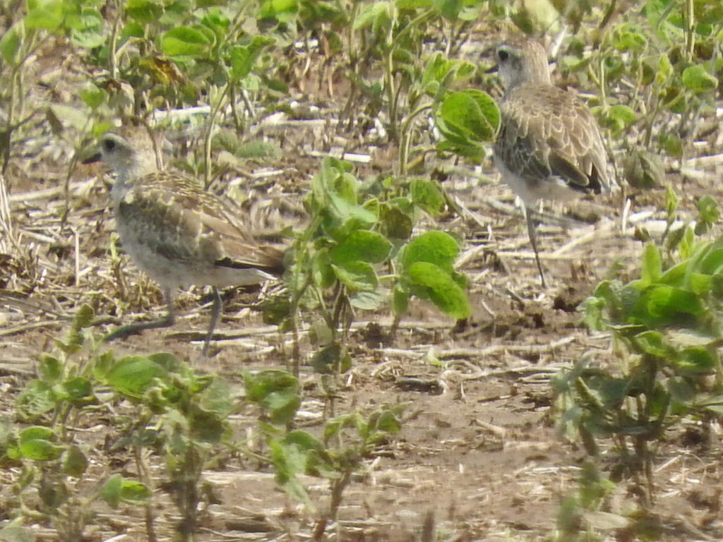 American Golden-Plover - ML197994631