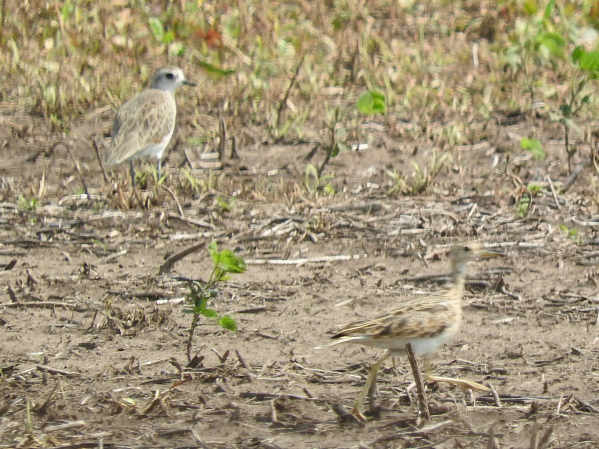 American Golden-Plover - ML197994681