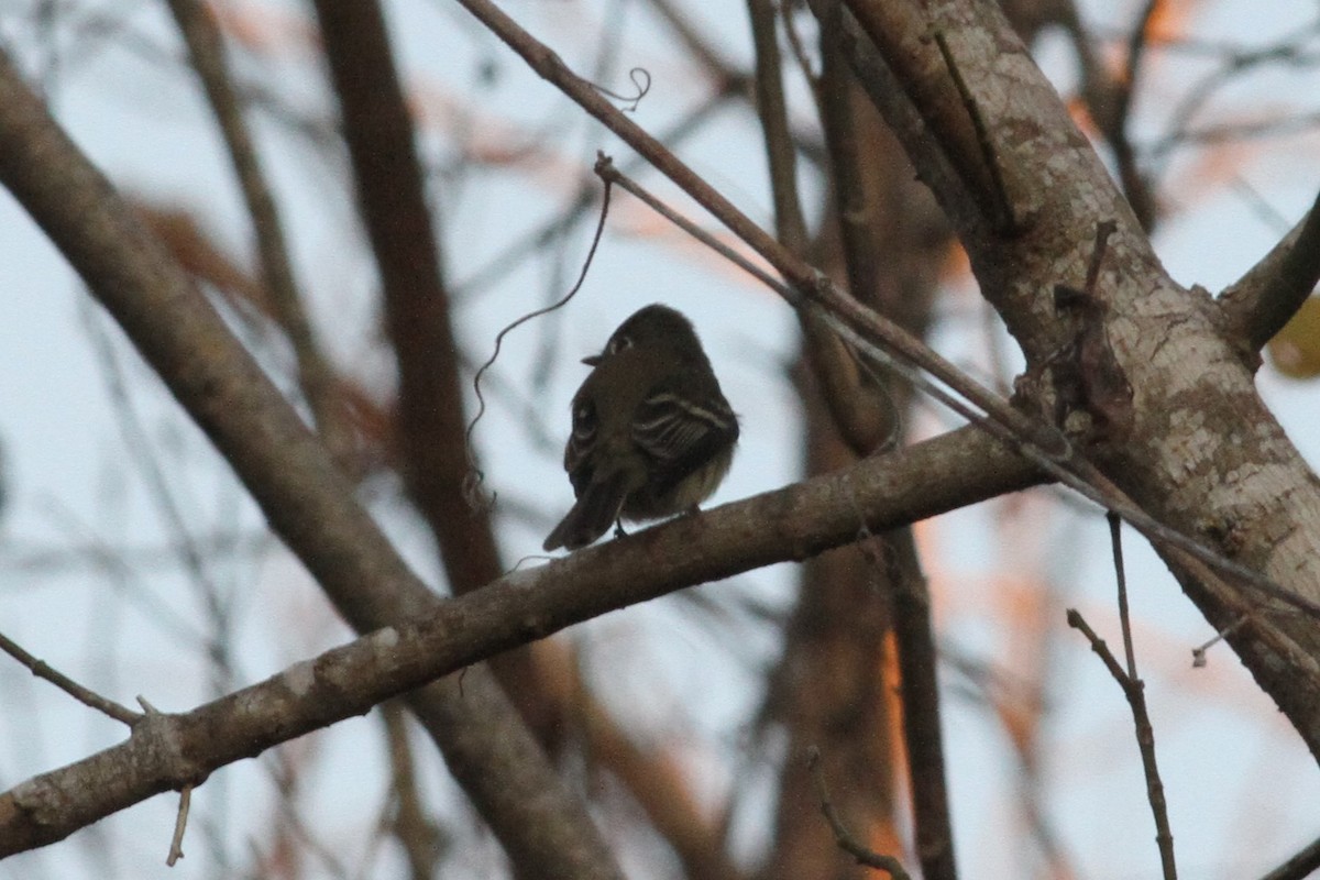 Least Flycatcher - ML197995441