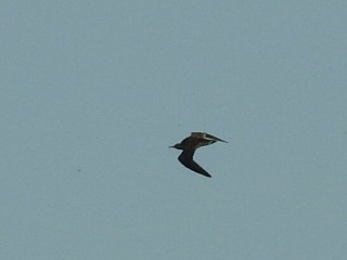 Upland Sandpiper - ML197995531