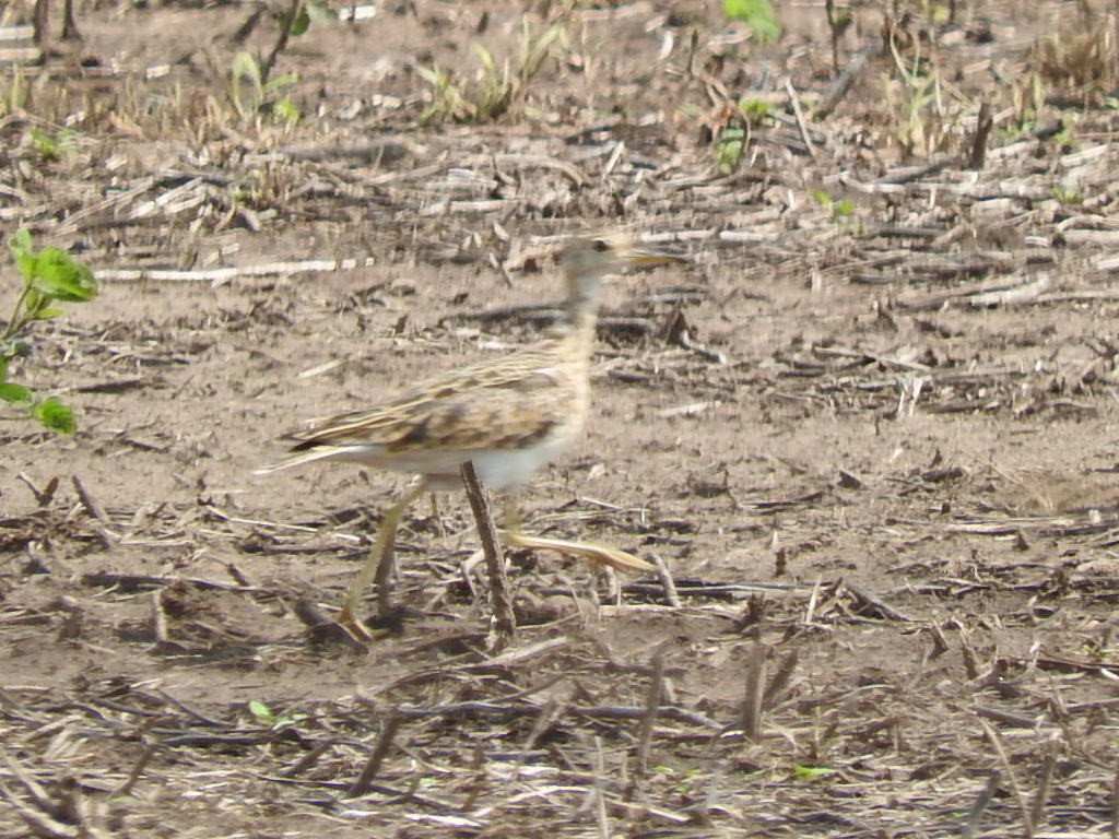 Upland Sandpiper - ML197995551