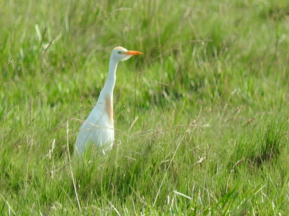 Western Cattle Egret - ML197996101