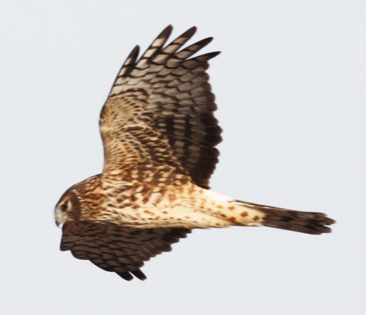 Northern Harrier - Cathy Cox