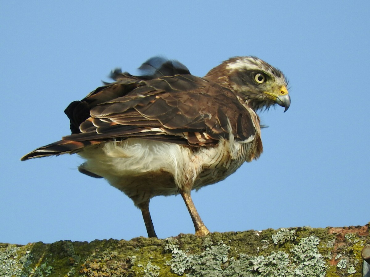 Wegebussard - ML197996291