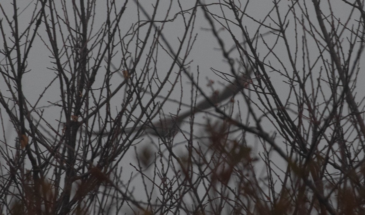 American Goshawk - ML197996371