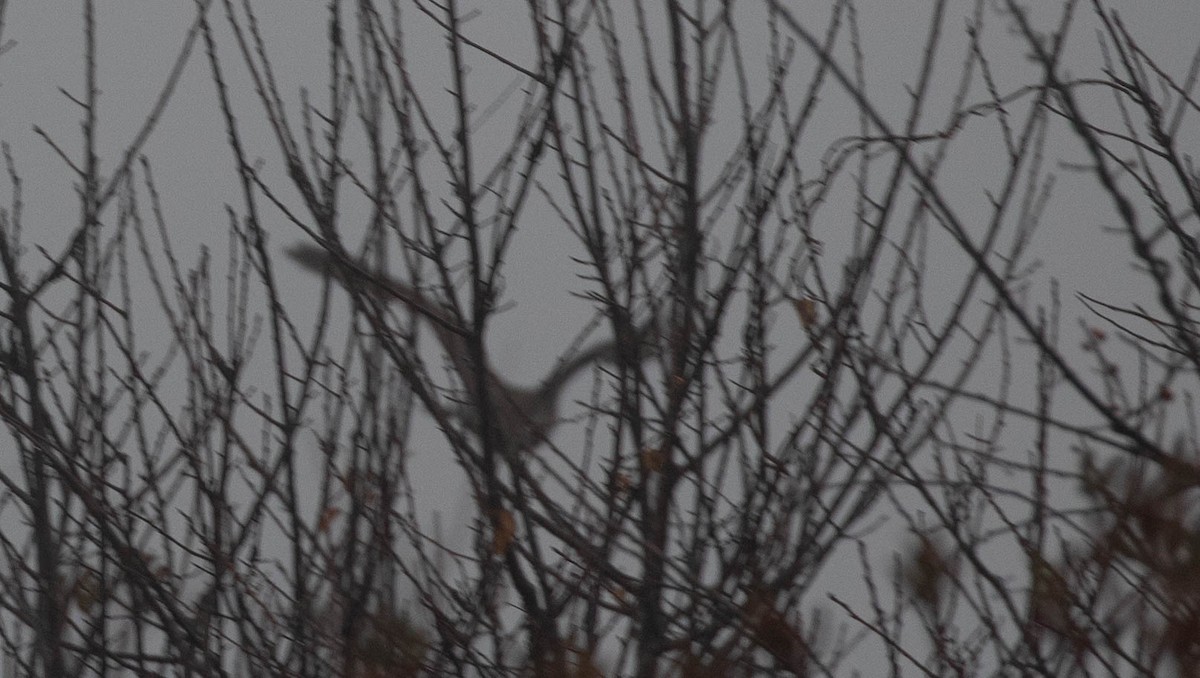 American Goshawk - ML197996381