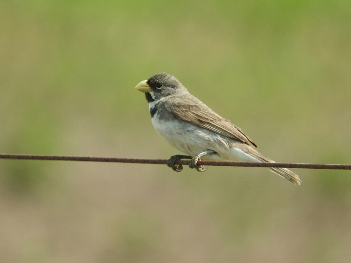 Double-collared Seedeater - ML197996551
