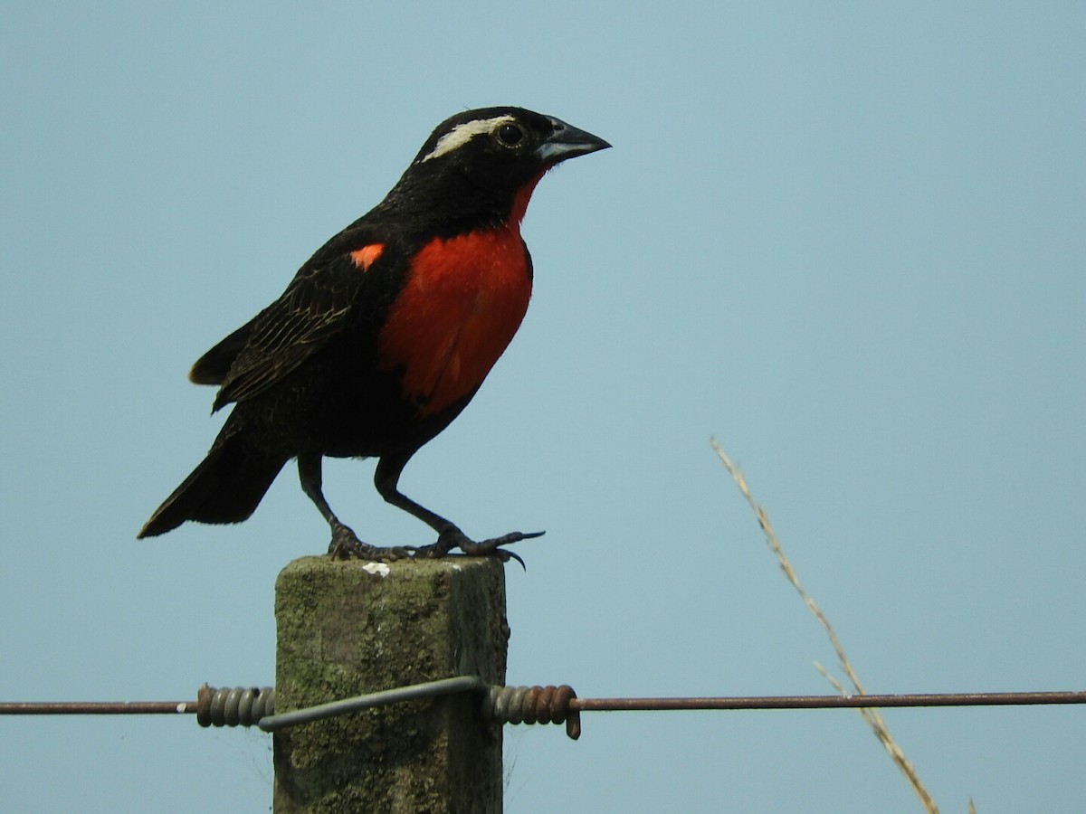 White-browed Meadowlark - ML197996681