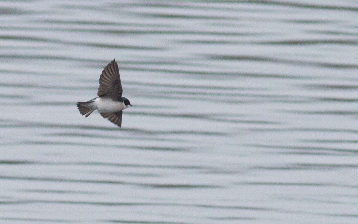 Tree Swallow - ML197997471