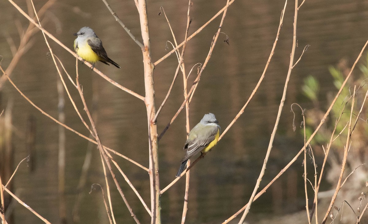 Western Kingbird - ML197998581