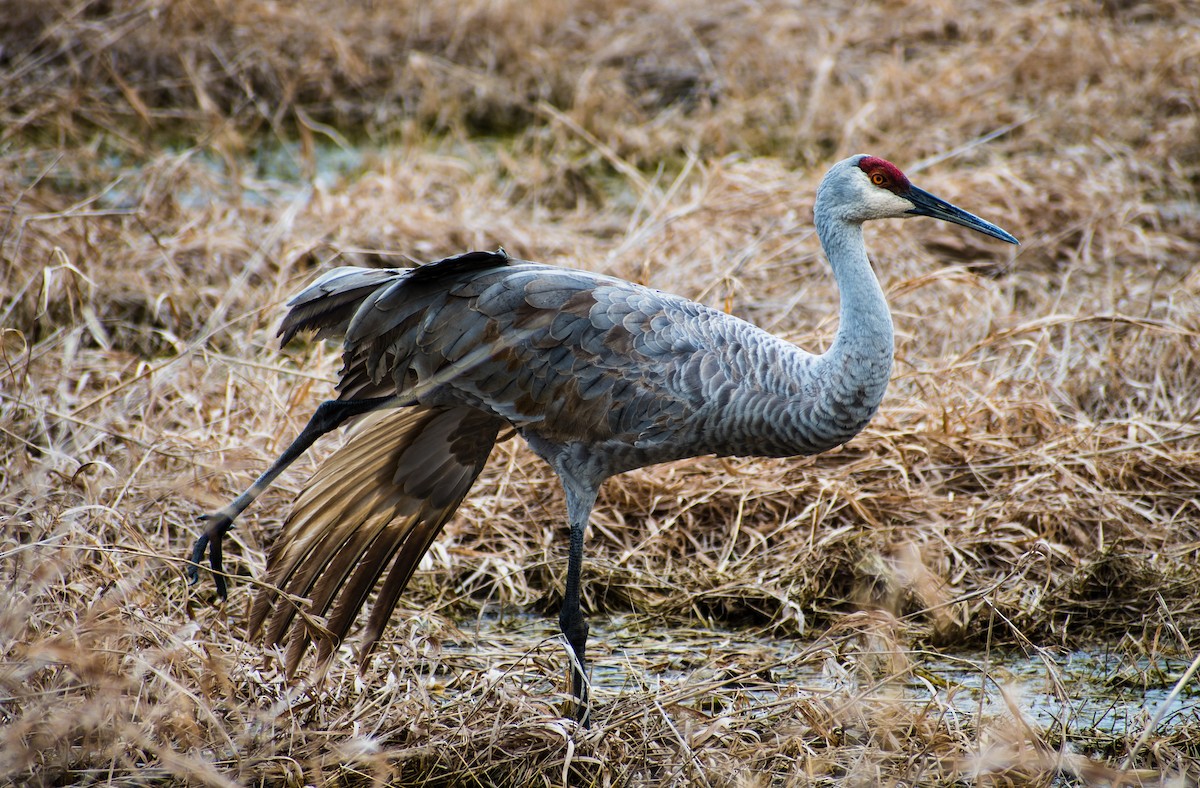 Sandhill Crane - ML198000221