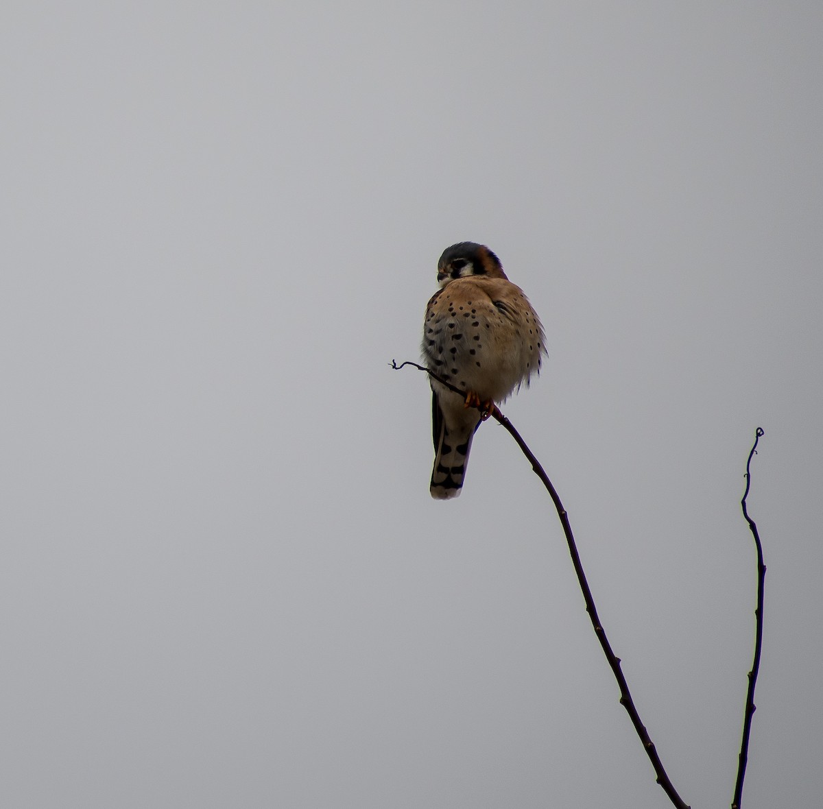 American Kestrel - ML198000471