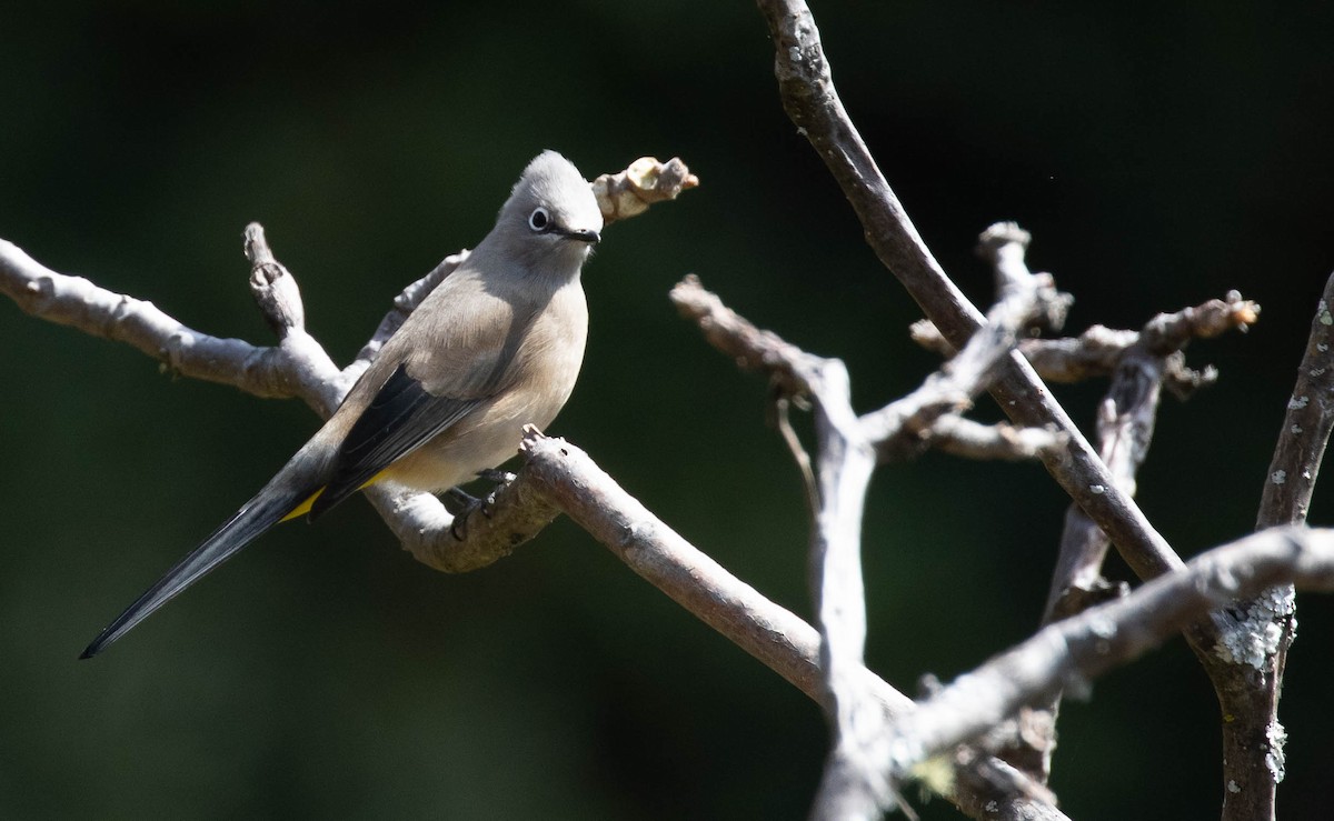 Gray Silky-flycatcher - ML198000901