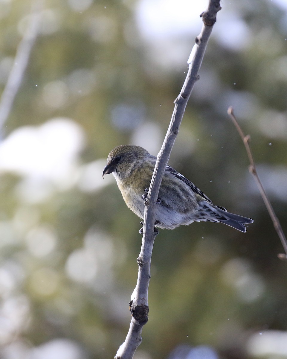 White-winged Crossbill - Denis Tétreault