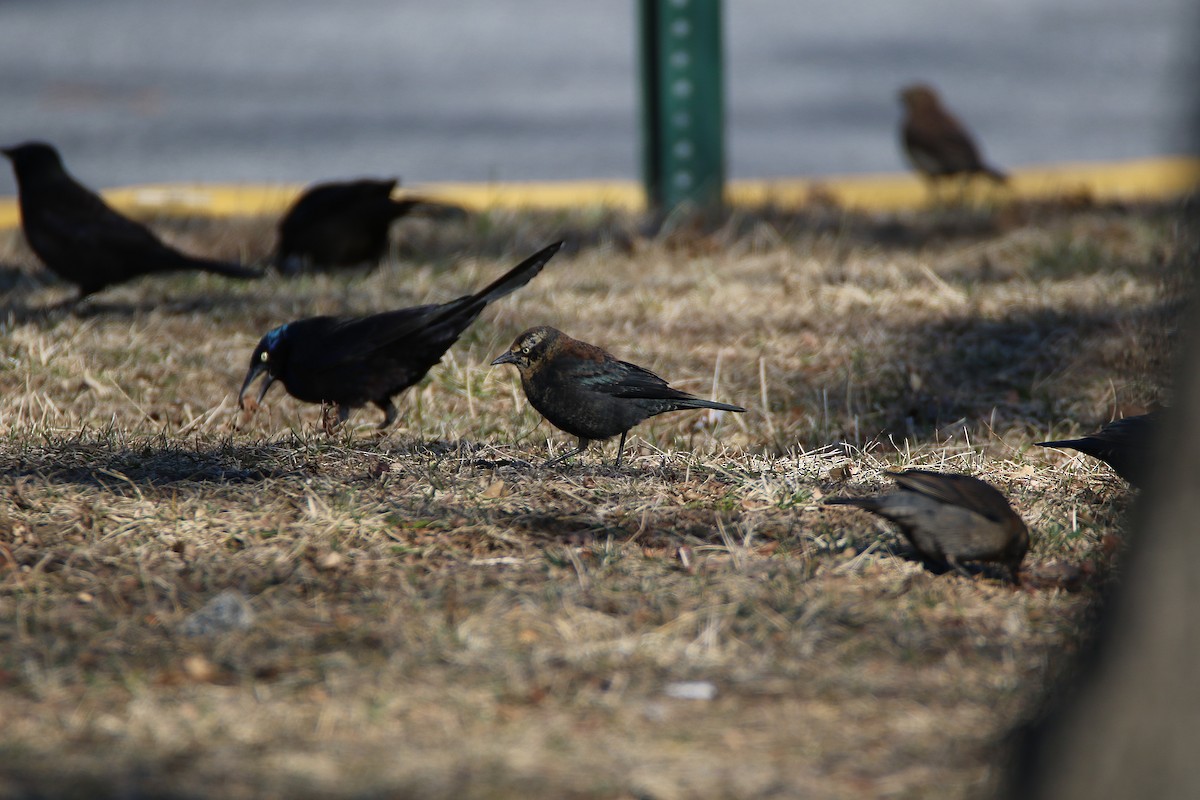 Rusty Blackbird - ML198006601