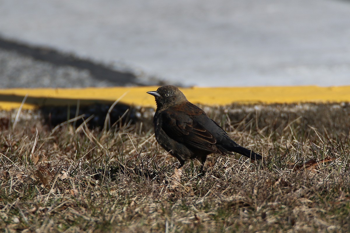 Rusty Blackbird - ML198006831