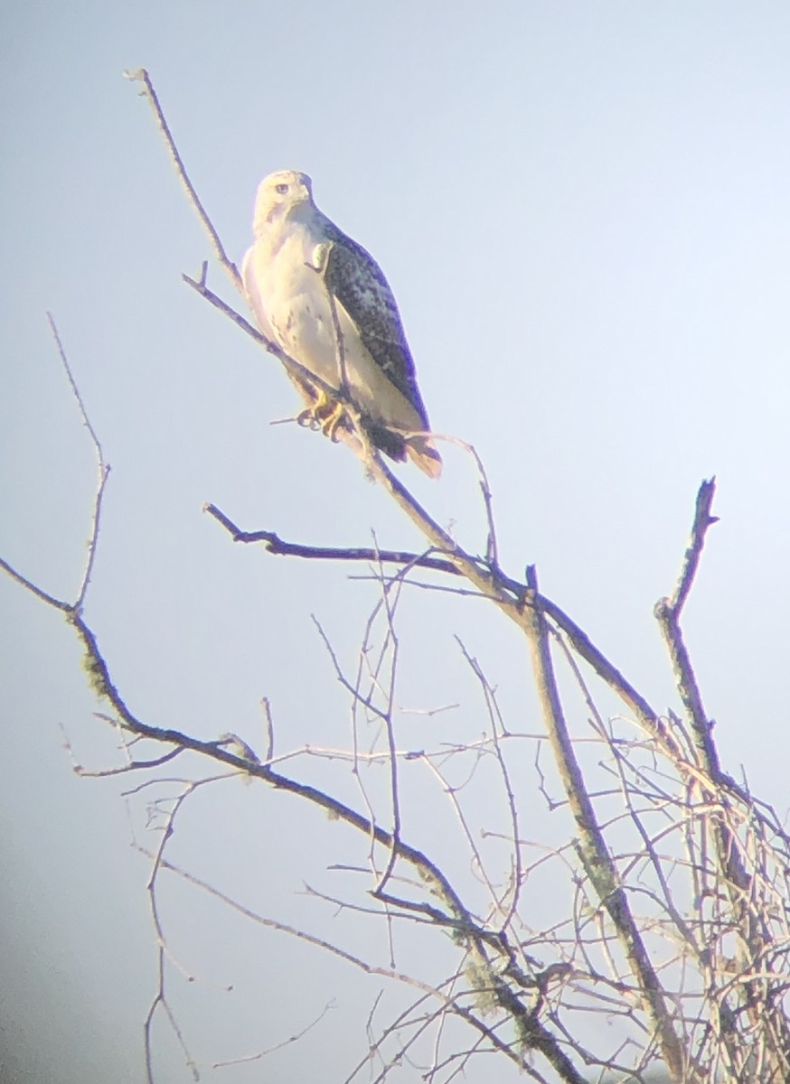 Red-tailed Hawk - ML198006871