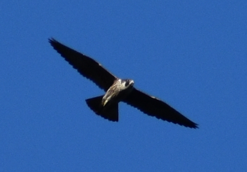 Peregrine Falcon - ML198007001