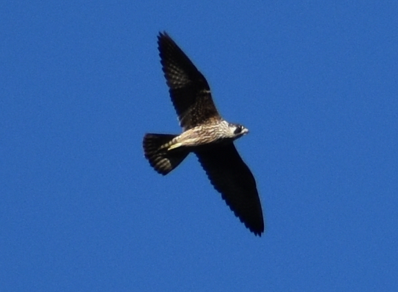 Peregrine Falcon - ML198007011