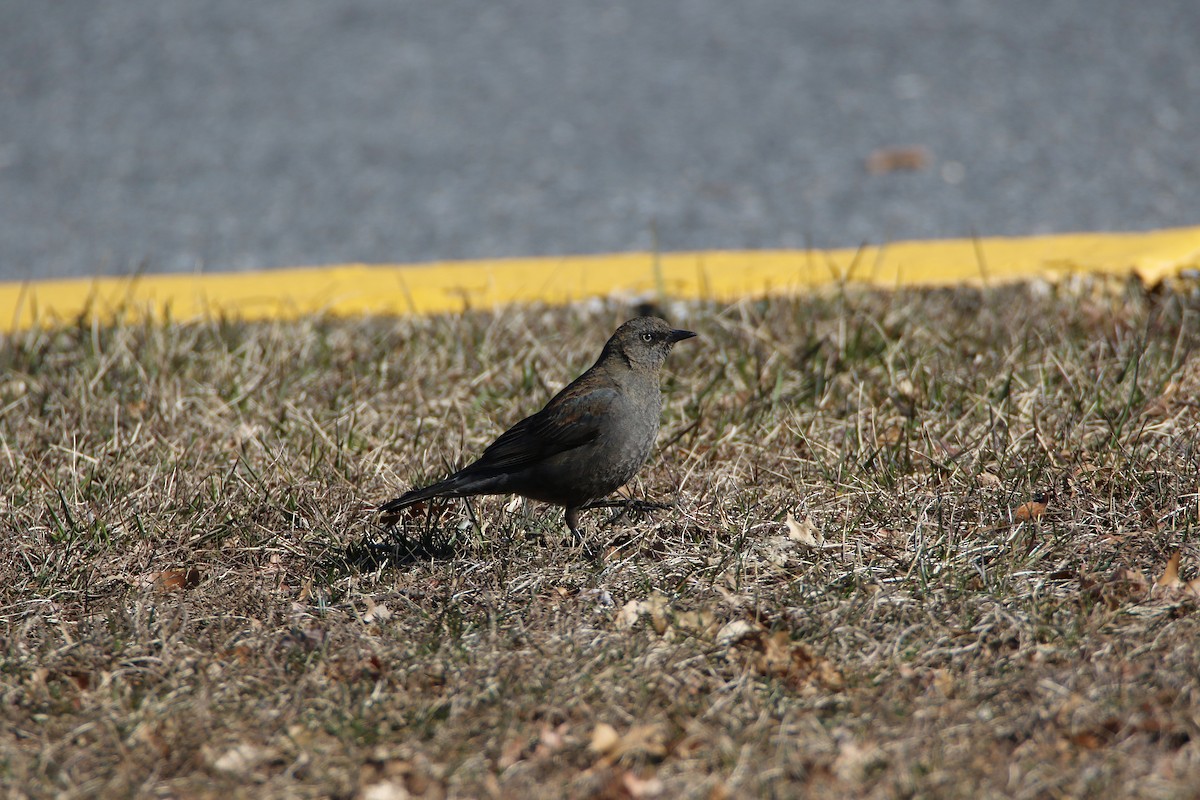Rusty Blackbird - ML198007491