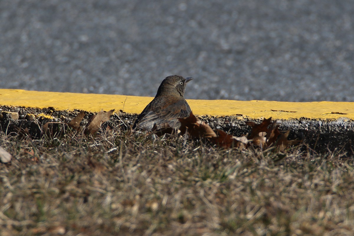 Rusty Blackbird - ML198007961