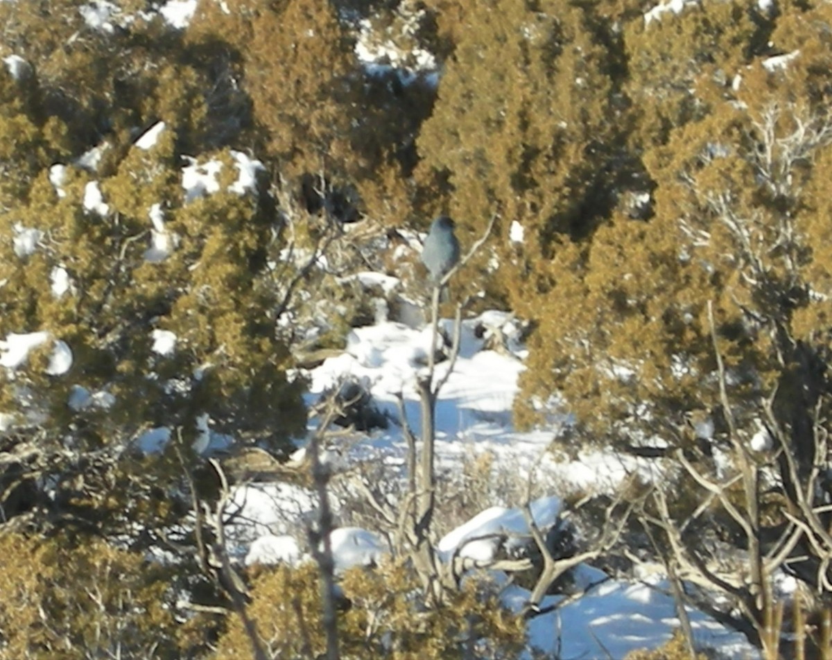 Pinyon Jay - ML198007981