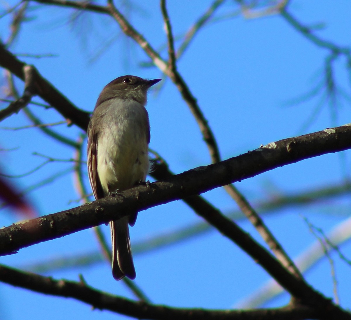 Eastern Phoebe - ML198010761