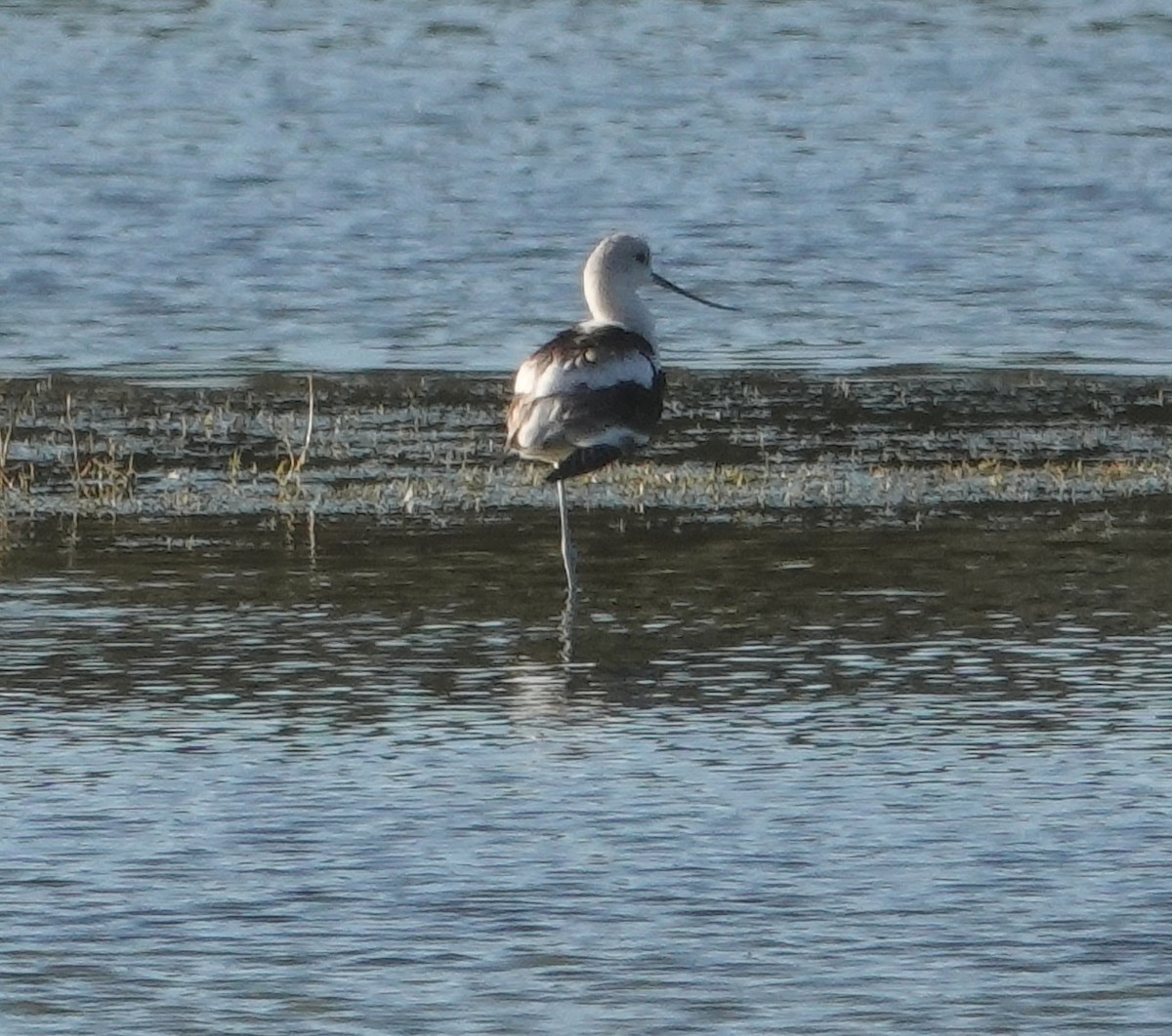 American Avocet - Kathie Rosse