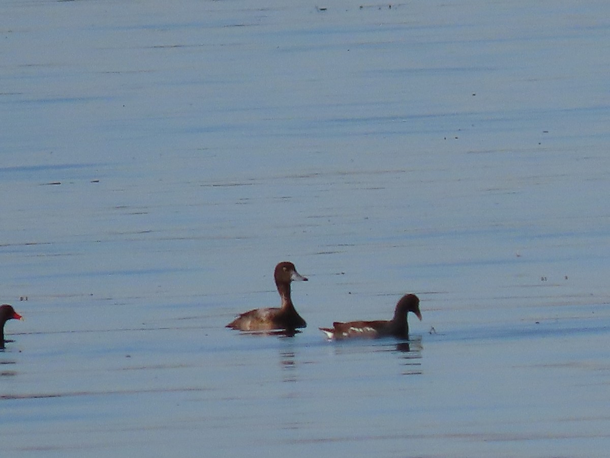 Greater Scaup - ML198012221