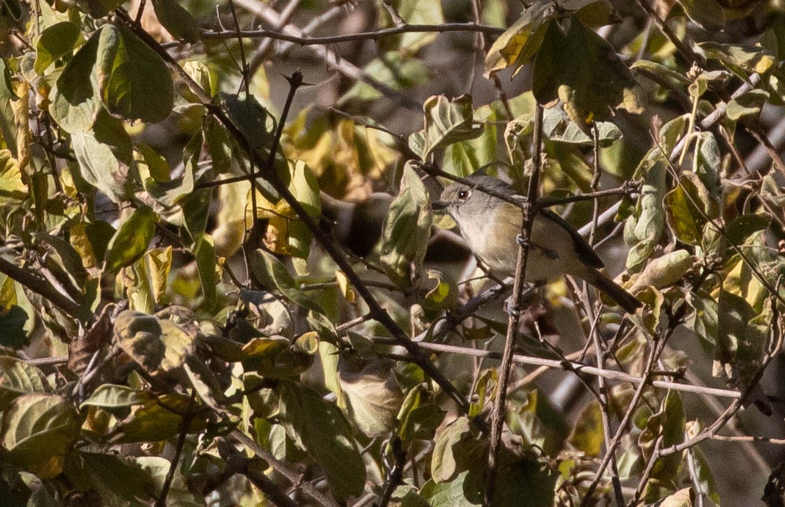 Vireo Enano - ML198012841