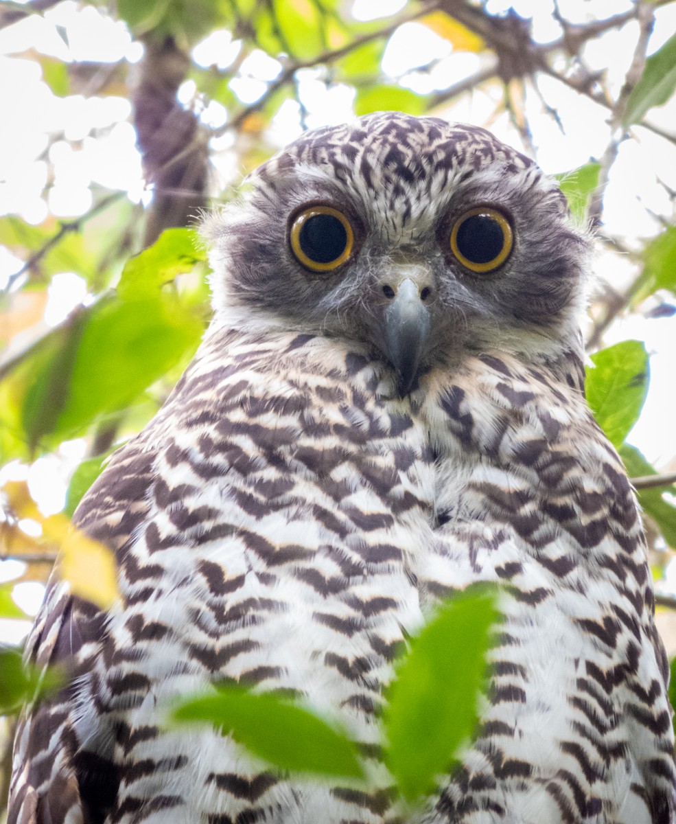 Powerful Owl - Kent Warner