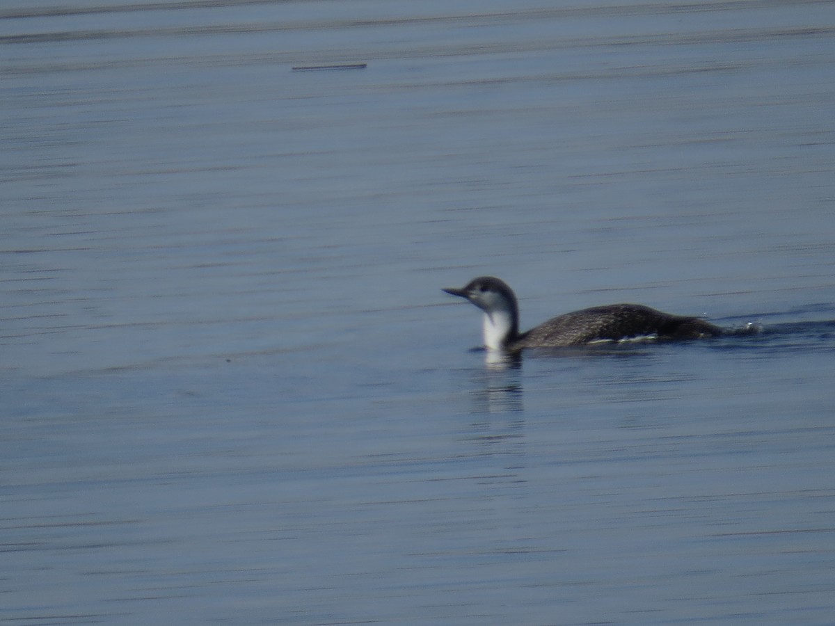 Red-throated Loon - ML198013671