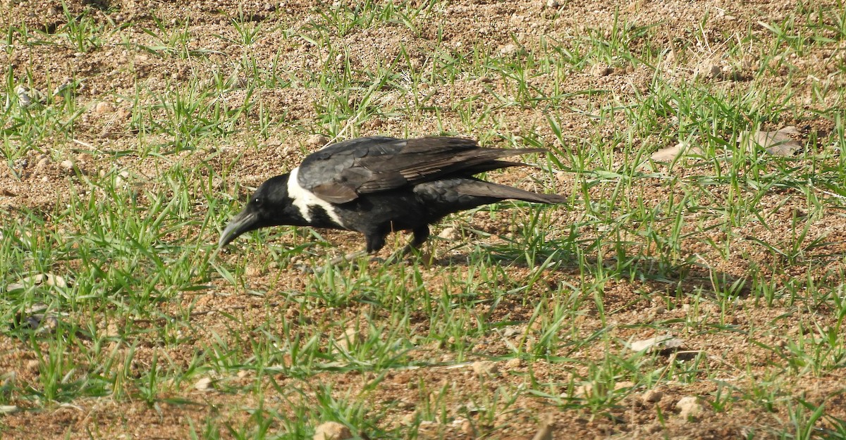 Cuervo Acollarado - ML198014121