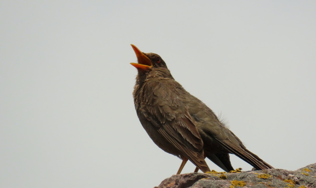 Chiguanco Thrush - ML198017701