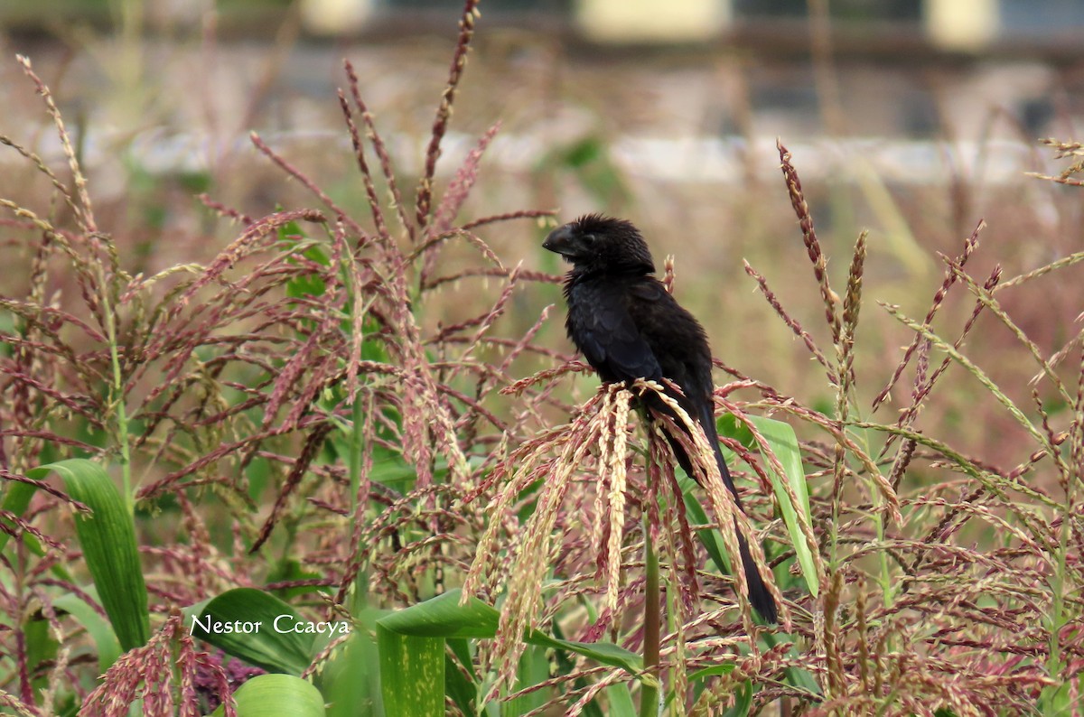 Smooth-billed Ani - ML198018081