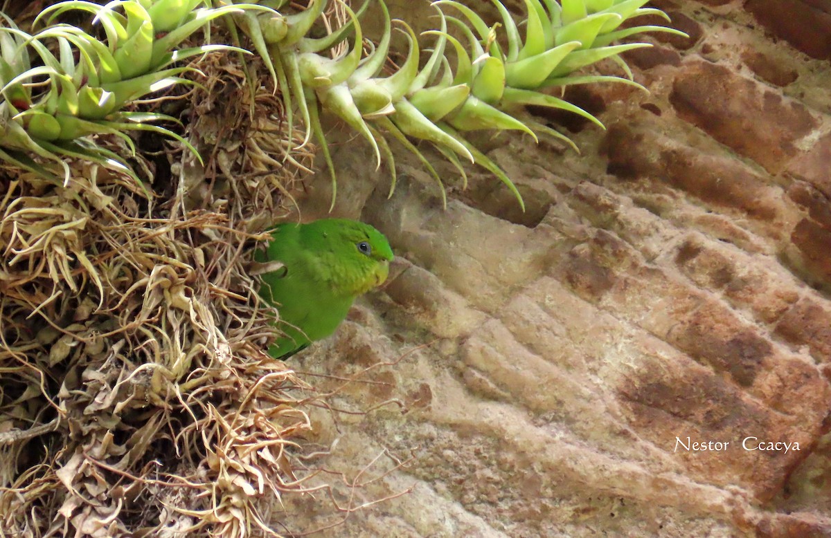 Andean Parakeet - ML198018411